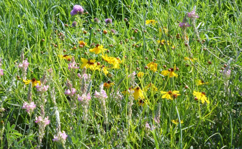 Building a Healthy and Diverse Pasture