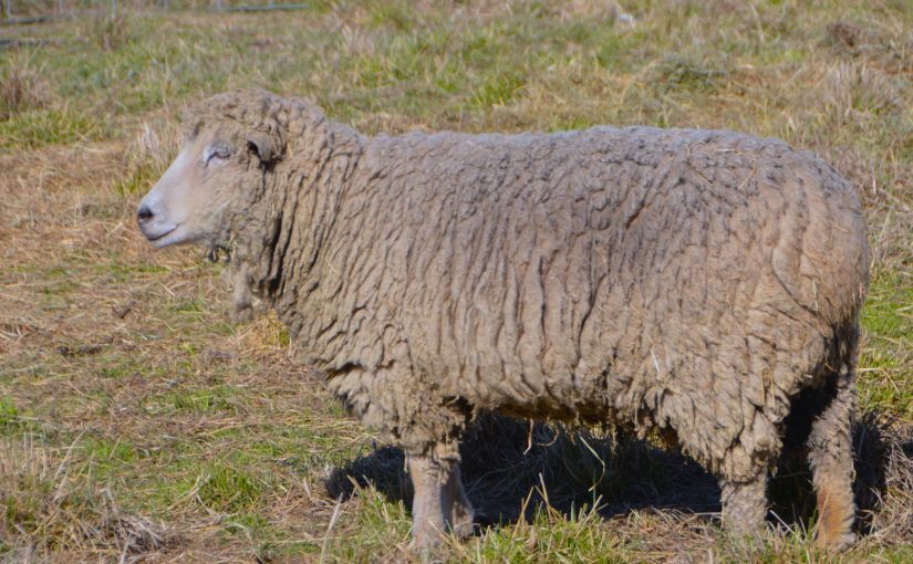 Shearing Season Starts Once Again