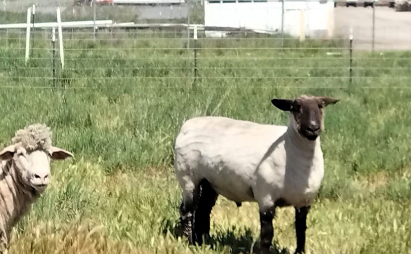 Next to be Sheared; The Karakuls